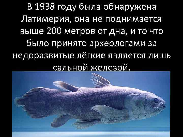 В 1938 году была обнаружена Латимерия, она не поднимается выше 200 метров от дна,