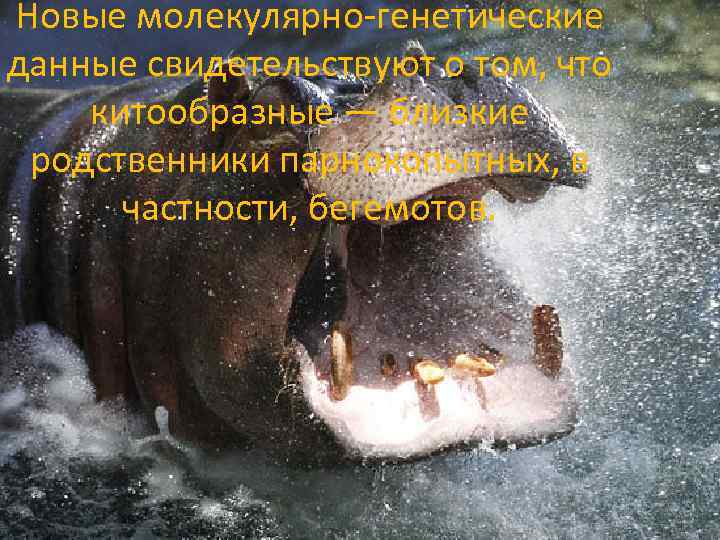 Новые молекулярно-генетические данные свидетельствуют о том, что китообразные — близкие родственники парнокопытных, в частности,