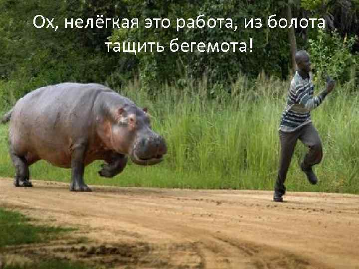 Ох, нелёгкая это работа, из болота тащить бегемота! 