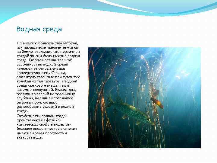 Водная среда По мнению большинства авторов, изучающих возникновение жизни на Земле, эволюционно первичной средой