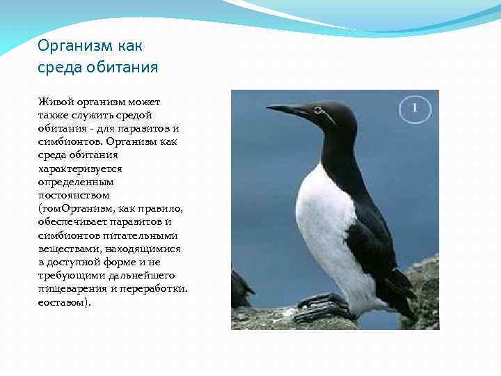 Организм как среда обитания Живой организм может также служить средой обитания - для паразитов