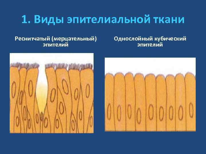 1. Виды эпителиальной ткани Реснитчатый (мерцательный) эпителий Однослойный кубический эпителий 
