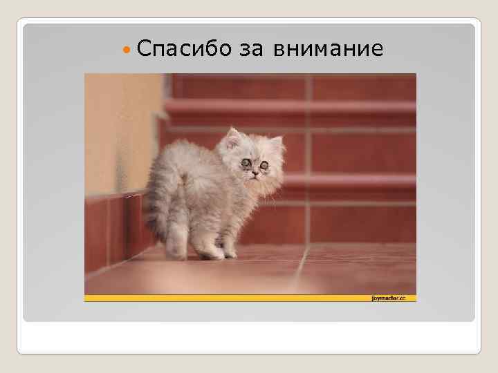  Спасибо за внимание 