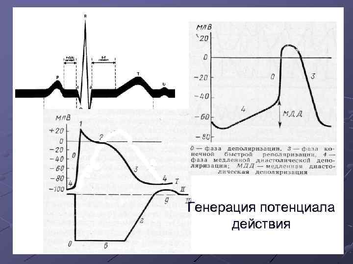 Генерация потенциала действия 