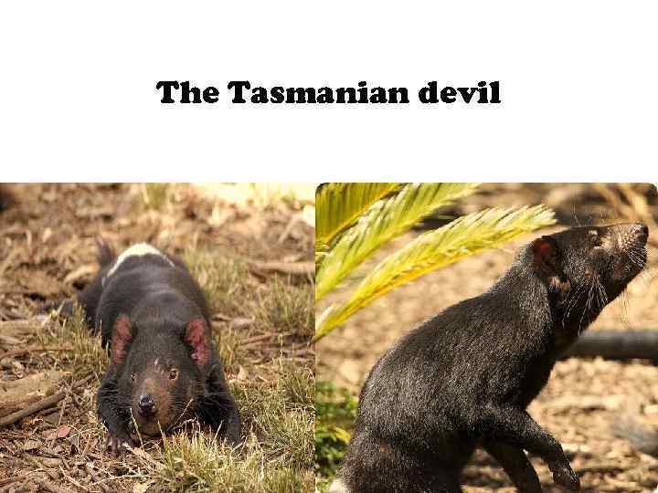 The Tasmanian devil 