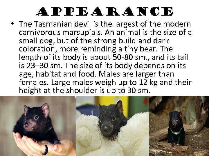 Appearance • The Tasmanian devil is the largest of the modern carnivorous marsupials. An