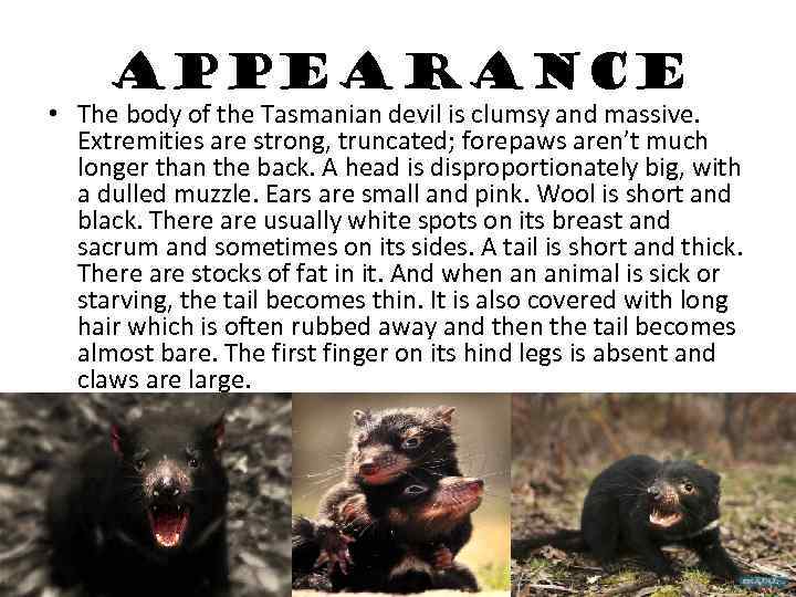 APPEARANCE • The body of the Tasmanian devil is clumsy and massive. Extremities are