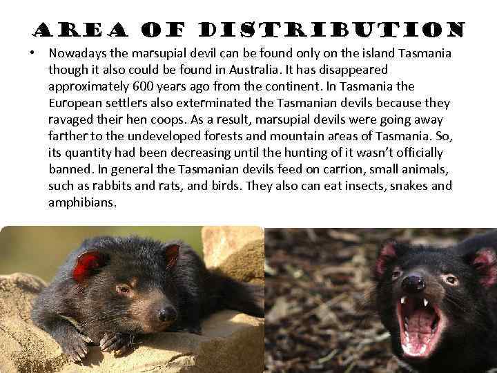 Area of distribution • Nowadays the marsupial devil can be found only on the