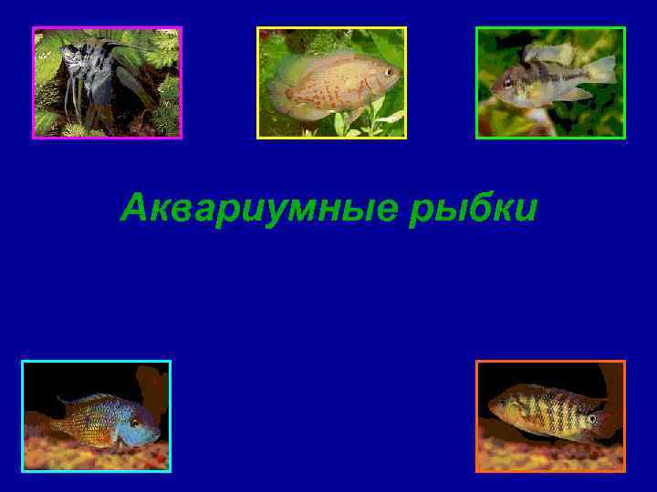 Аквариумные рыбки 
