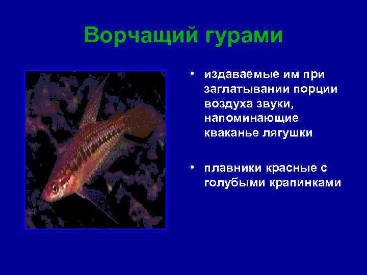 Ворчащий гурами • издаваемые им при заглатывании порции воздуха звуки, напоминающие кваканье лягушки •