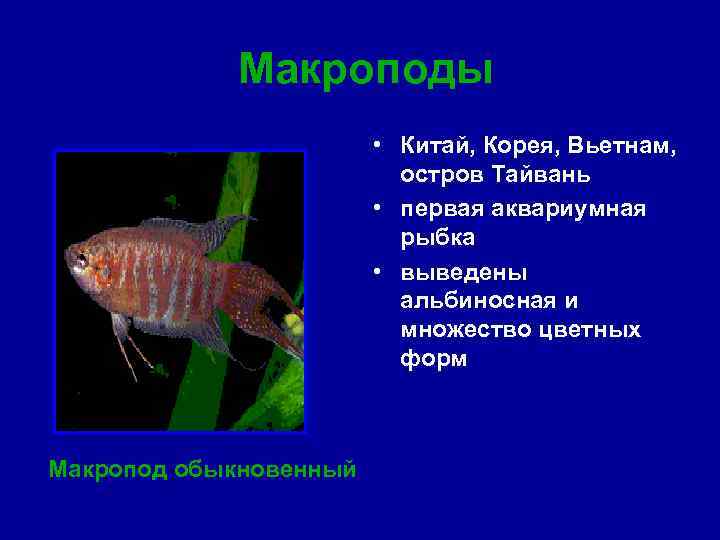 Макроподы • Китай, Корея, Вьетнам, остров Тайвань • первая аквариумная рыбка • выведены альбиносная