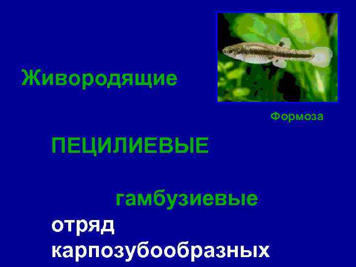 Живородящие Формоза ПЕЦИЛИЕВЫЕ гамбузиевые отряд карпозубообразных 