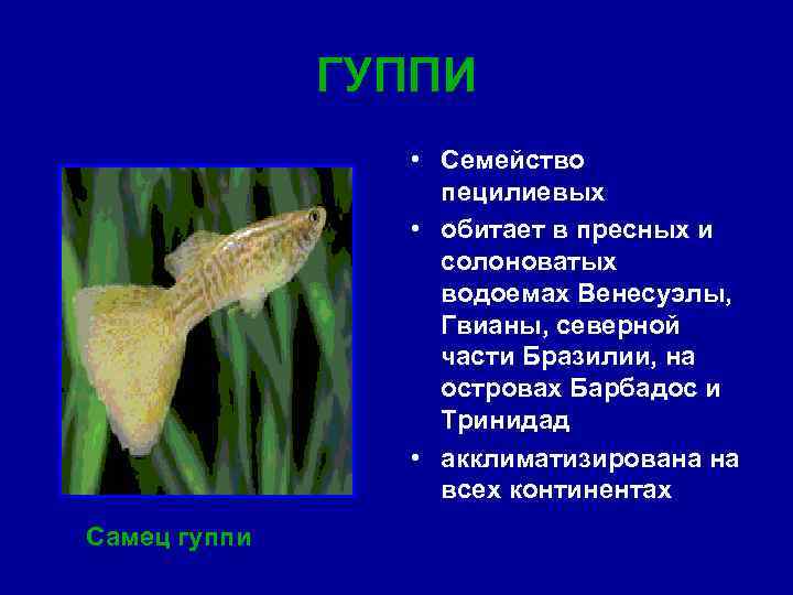 ГУППИ • Семейство пецилиевых • обитает в пресных и солоноватых водоемах Венесуэлы, Гвианы, северной