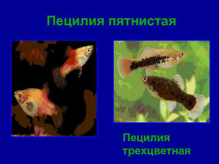 Пецилия пятнистая Пецилия трехцветная 