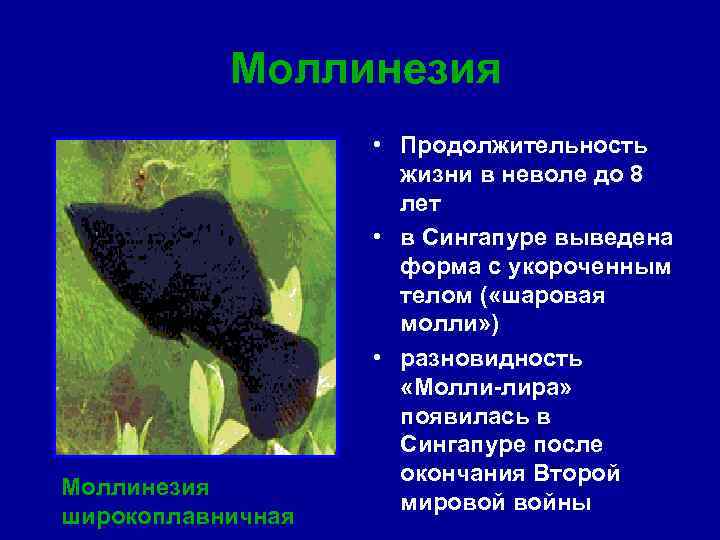 Моллинезия широкоплавничная • Продолжительность жизни в неволе до 8 лет • в Сингапуре выведена