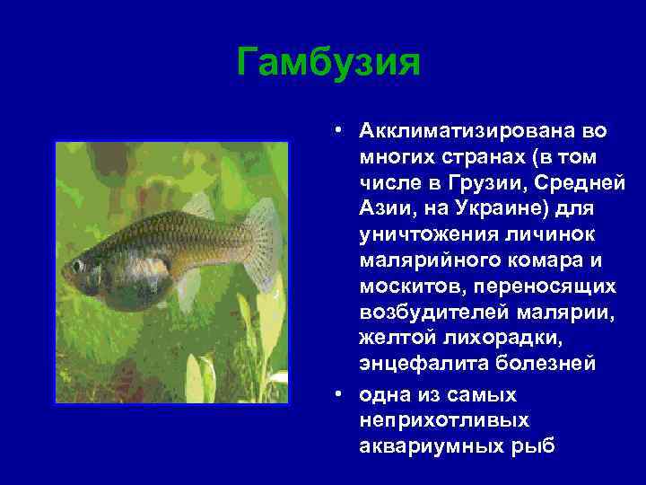 Гамбузия • Акклиматизирована во многих странах (в том числе в Грузии, Средней Азии, на