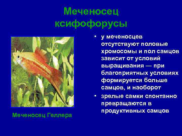 Меченосец ксифофорусы Меченосец Геллера • у меченосцев отсутствуют половые хромосомы и пол самцов зависит