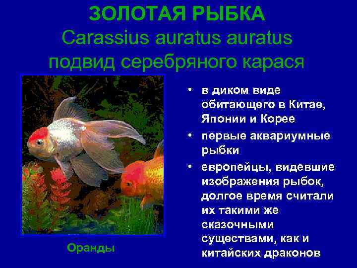 ЗОЛОТАЯ РЫБКА Carassius auratus подвид серебряного карася Оранды • в диком виде обитающего в