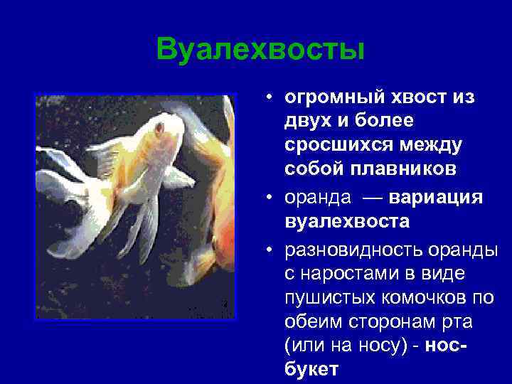 Вуалехвосты • огромный хвост из двух и более сросшихся между собой плавников • оранда