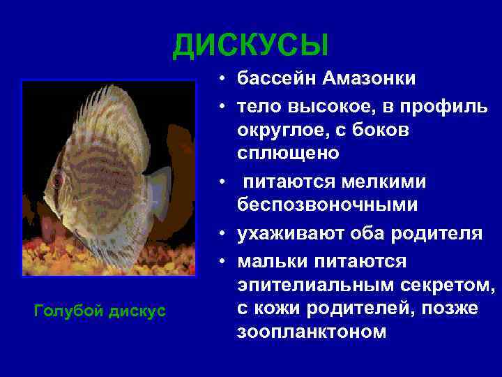 ДИСКУСЫ Голубой дискус • бассейн Амазонки • тело высокое, в профиль округлое, с боков