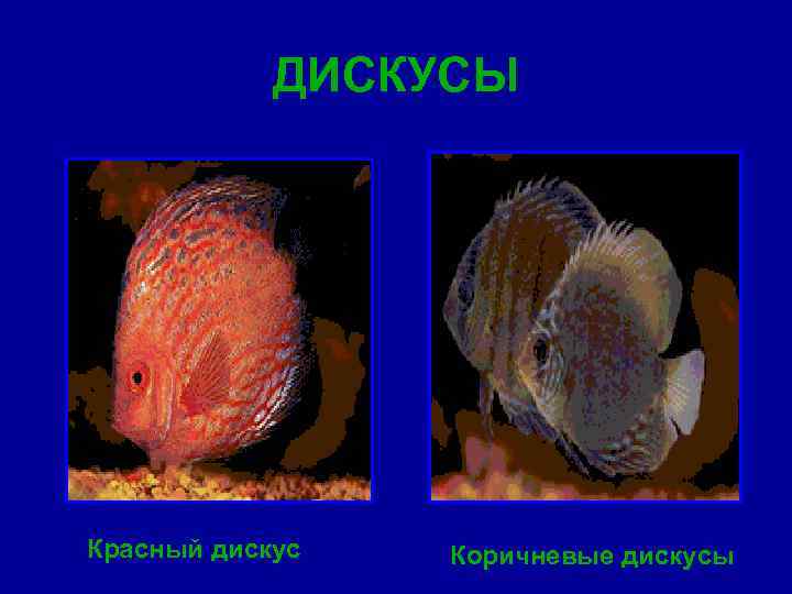 ДИСКУСЫ Красный дискус Коричневые дискусы 