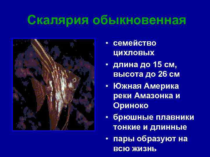 Скалярия обыкновенная • семейство цихловых • длина до 15 см, высота до 26 см