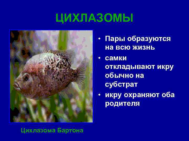 ЦИХЛАЗОМЫ • Пары образуются на всю жизнь • самки откладывают икру обычно на субстрат
