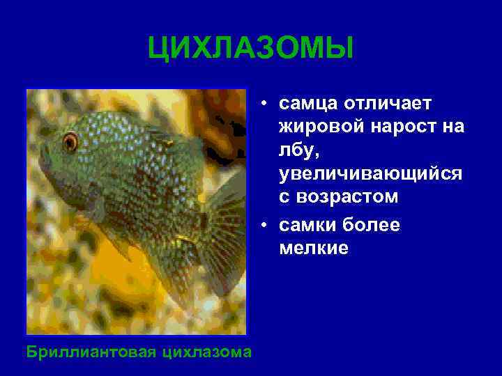 ЦИХЛАЗОМЫ • самца отличает жировой нарост на лбу, увеличивающийся с возрастом • самки более