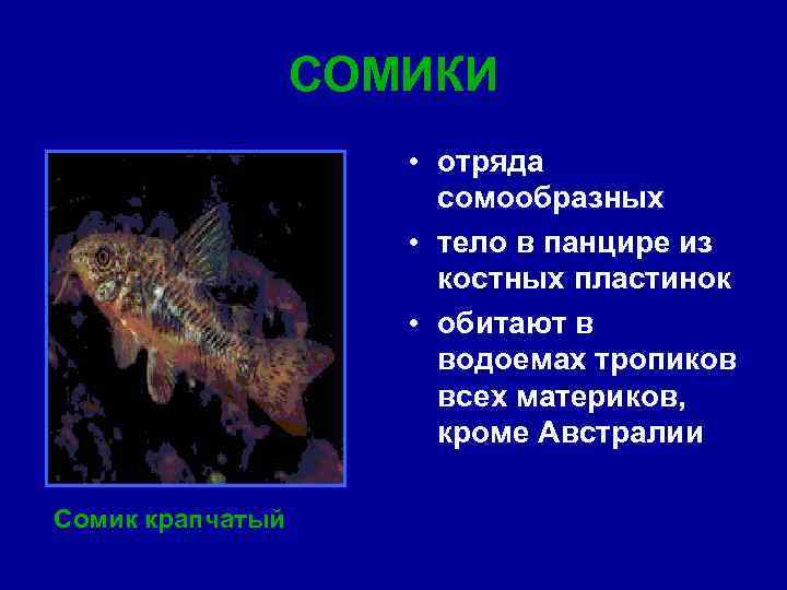 СОМИКИ • отряда сомообразных • тело в панцире из костных пластинок • обитают в