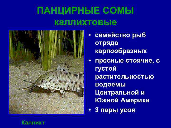 ПАНЦИРНЫЕ СОМЫ каллихтовые • семейство рыб отряда карпообразных • пресные стоячие, с густой растительностью