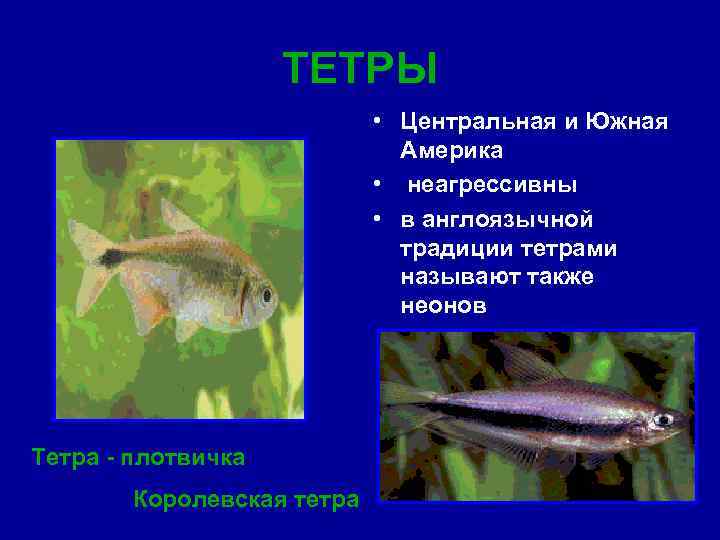 ТЕТРЫ • Центральная и Южная Америка • неагрессивны • в англоязычной традиции тетрами называют