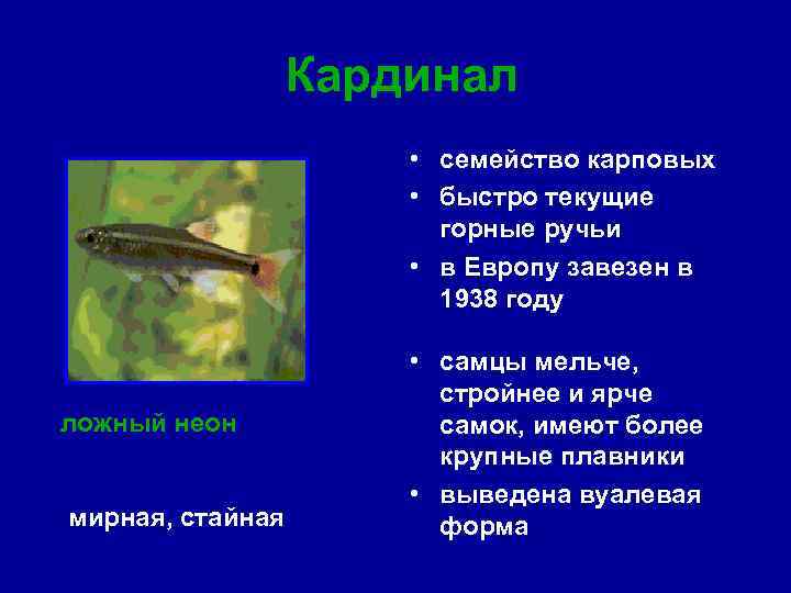 Кардинал • семейство карповых • быстро текущие горные ручьи • в Европу завезен в