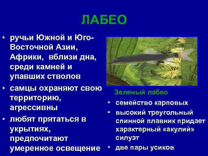 ЛАБЕО • ручьи Южной и Юго. Восточной Азии, Африки, вблизи дна, среди камней и