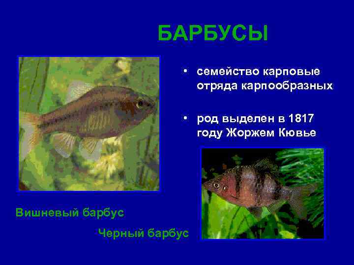 БАРБУСЫ • семейство карповые отряда карпообразных • род выделен в 1817 году Жоржем Кювье