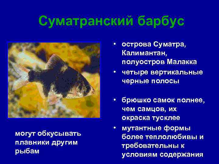 Суматранский барбус • острова Суматра, Калимантан, полуостров Малакка • четыре вертикальные черные полосы могут