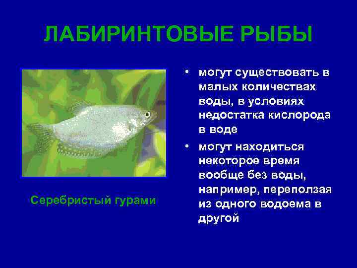 ЛАБИРИНТОВЫЕ РЫБЫ Серебристый гурами • могут существовать в малых количествах воды, в условиях недостатка