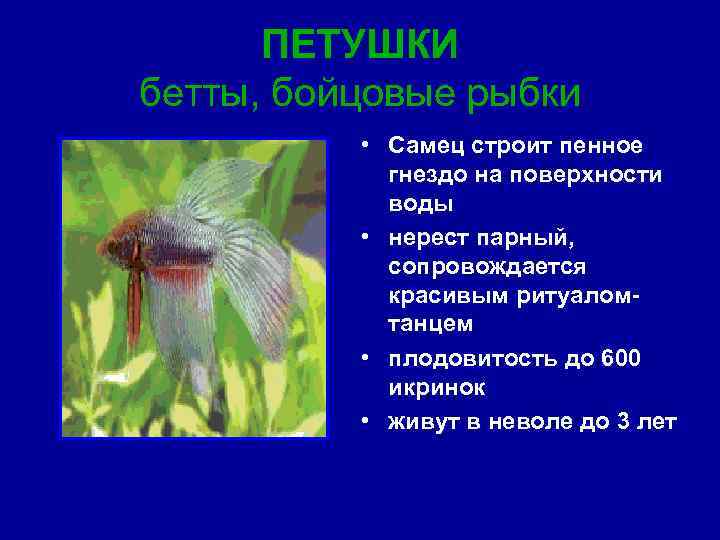 ПЕТУШКИ бетты, бойцовые рыбки • Самец строит пенное гнездо на поверхности воды • нерест