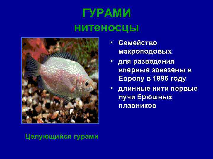ГУРАМИ нитеносцы • Семейство макроподовых • для разведения впервые завезены в Европу в 1896
