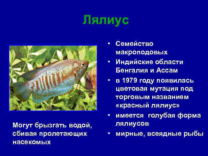 Лялиус Могут брызгать водой, сбивая пролетающих насекомых • Семейство макроподовых • Индийские области Бенгалия