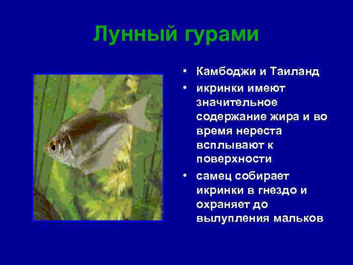 Лунный гурами • Камбоджи и Таиланд • икринки имеют значительное содержание жира и во