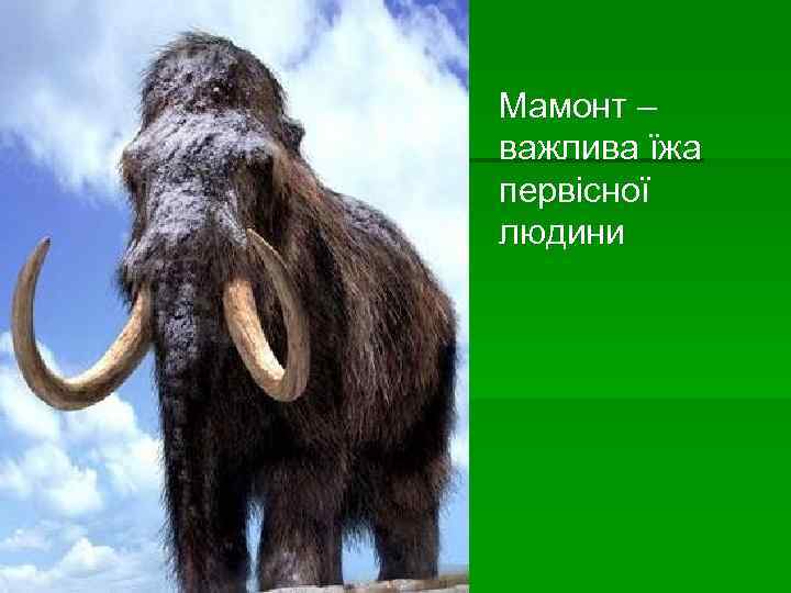 Мамонт – важлива їжа первісної людини 