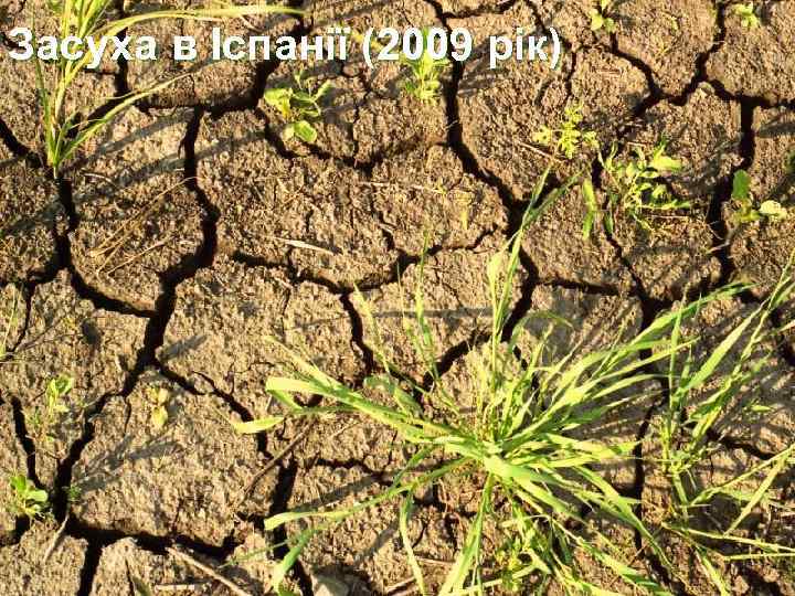 Засуха в Іспанії (2009 рік) 