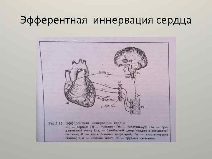 Эфферентная иннервация сердца 