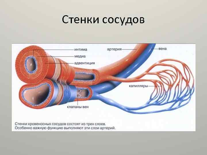 Стенки сосудов 