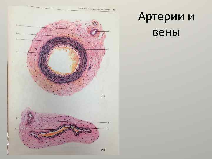 Артерии и вены 