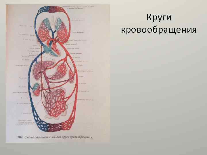 Круги кровообращения 