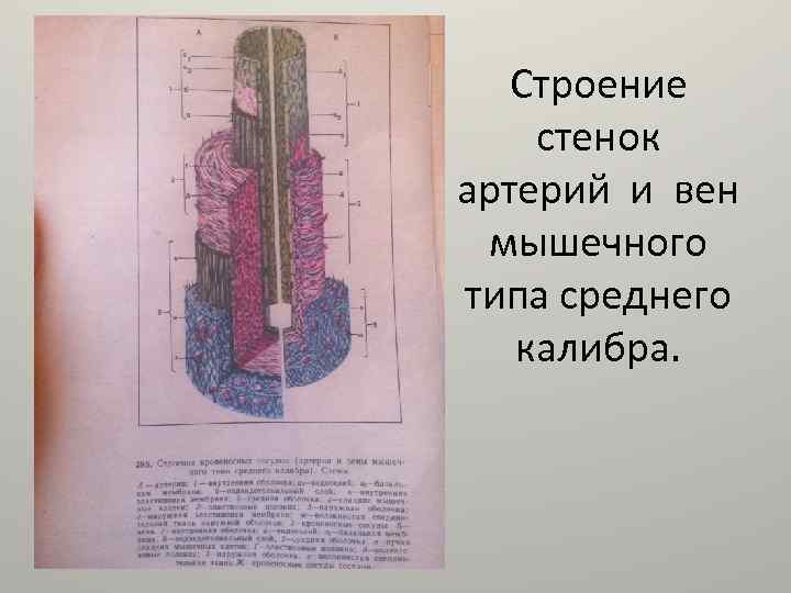 Строение стенок артерий и вен мышечного типа среднего калибра. 
