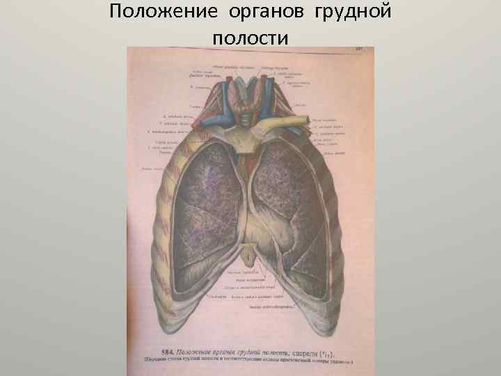Положение органов грудной полости 