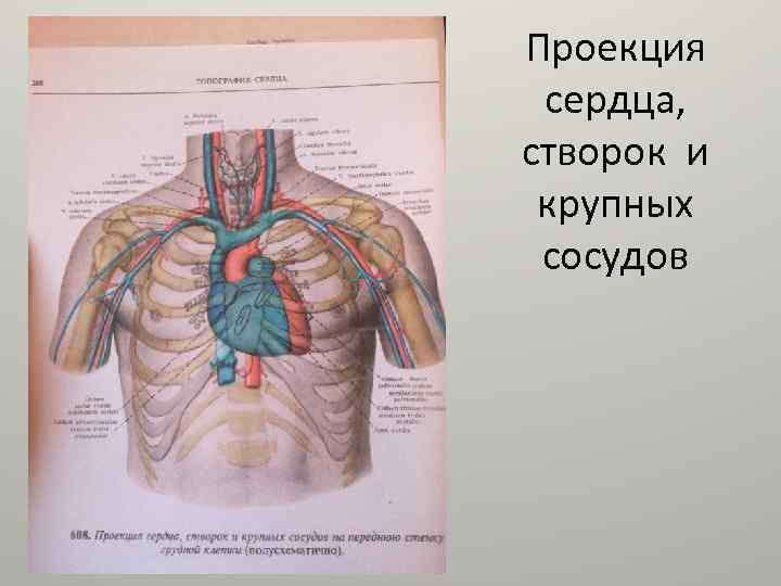 Проекция сердца, створок и крупных сосудов 