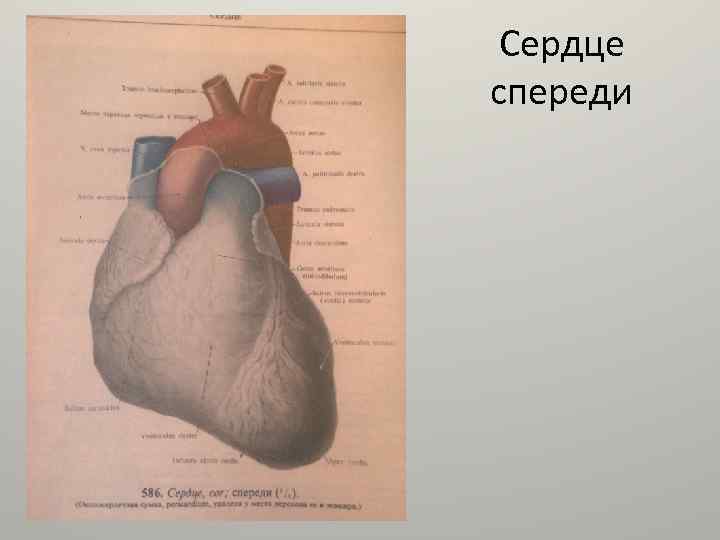Сердце спереди 